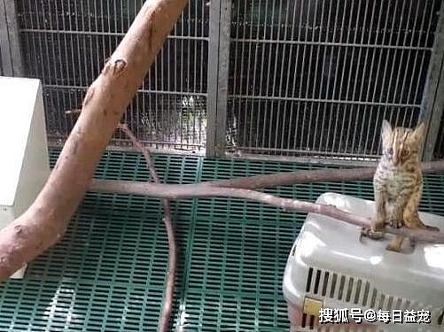 网友偶然救起一只小奶猫，养了几天发现不对劲，专家：这是石虎！ - 3