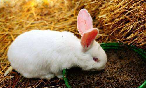 兔兔日记：兔子粪便上有胶冻是什么病 - 3