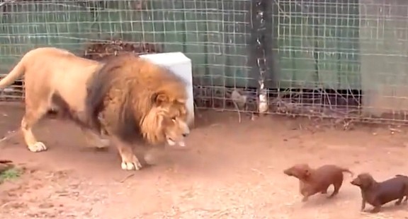 腊肠犬初生牛犊不怕虎，竟然敢挑衅狮子！狮子：你走吧腊肠不好吃 - 2