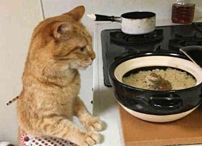 一只会做饭的橘猫：主人，饭好了快来吃吧！网友：羡慕嫉妒恨！ - 1