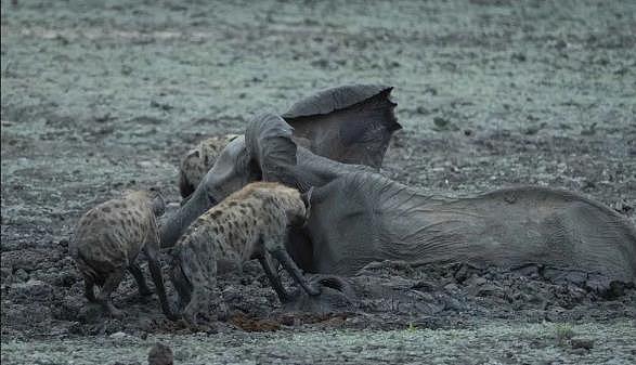 深陷泥潭自身难保的南非母象 眼睁睁看着象宝宝被鬣狗一点点捕食 - 3