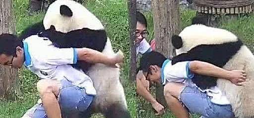 大熊猫想要奶爸背背，可看到熊猫的举动后，奶爸：你还要我怎样？ - 1