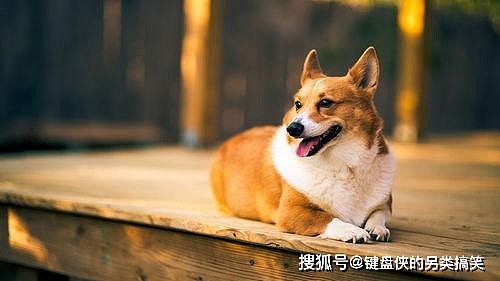 在狗狗眼里，人类的世界是什么样的？人有美丑之分吗？ - 2