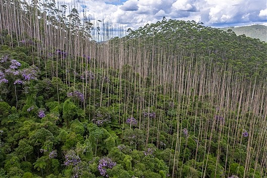 研究揭示人工林与天然林效益差别 - 1