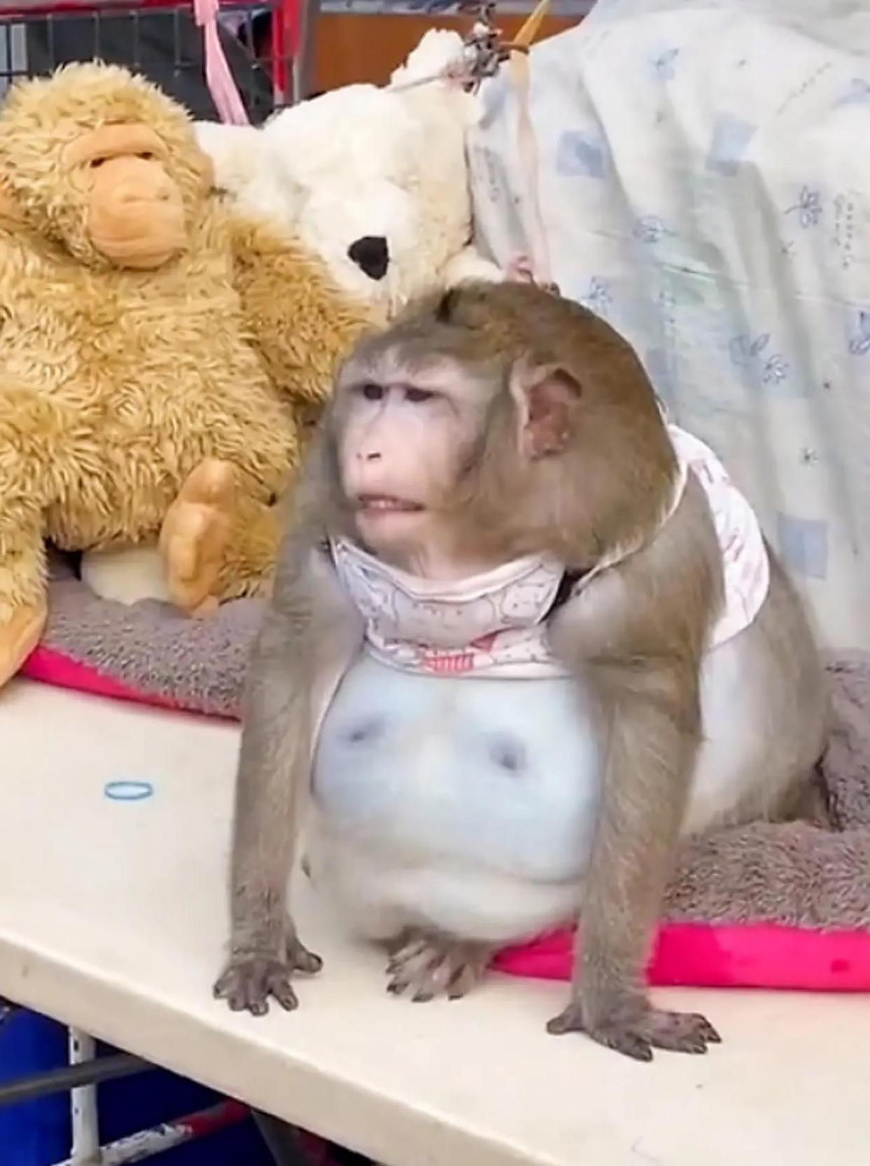 严重肥胖：泰国市场一只名叫“哥斯拉”的猴子，靠被投喂浑身赘肉 - 4