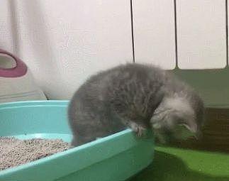 小奶猫学用猫砂盆太磨蹭, 被性急的猫妈妈一巴掌拍进了“屎盆子” - 3