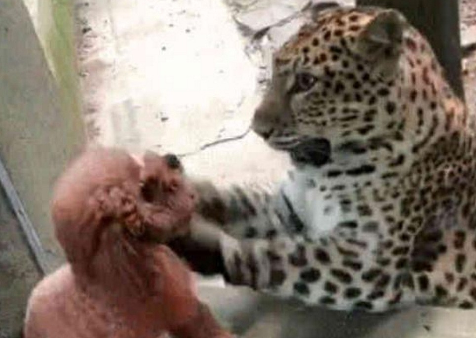 泰迪在动物园偶遇金钱豹，上演一出好戏，果然，泰日天不是白叫的 - 2