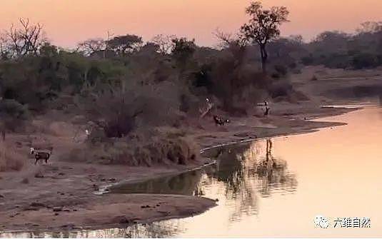 南非一只黑斑羚凭借跳跃躲避过野狗群，又在河中躲避开河马的袭击 - 7