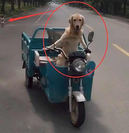 农村男子养了一条宠物狗，这狗狗每天骑着电动三轮车去兜风！ - 2