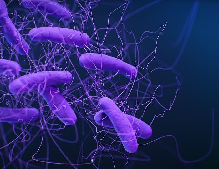 研究发现超级细菌艰难梭菌可以在猪和人之间传播 - 1