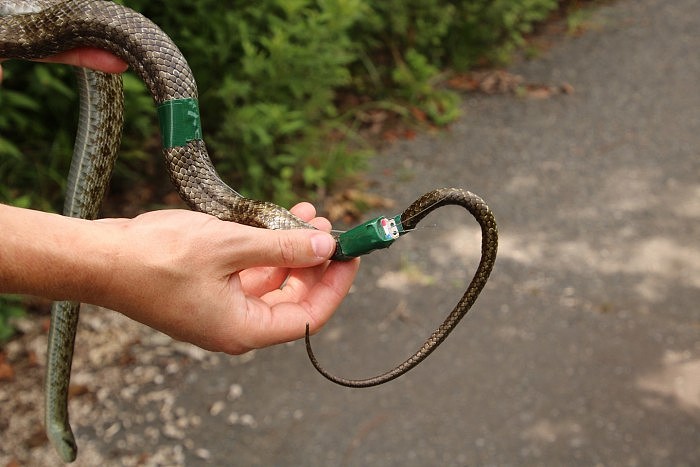 rat snake.jpg