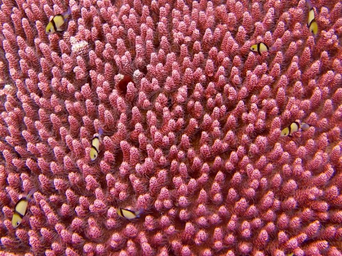 Pink-Coral-777x583.jpg