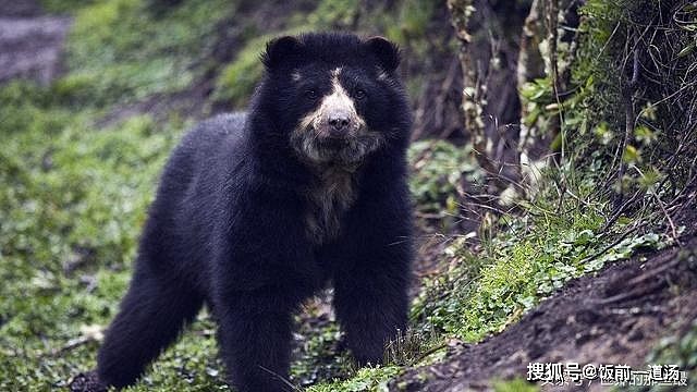 熊科动物战斗力排行榜：黑狗熊排第六，前两名能完虐东北虎 - 7
