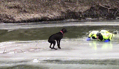 狗狗困在湖面冰上快被冻僵，10名警员赶来救援，跪下一幕让人动容 - 3