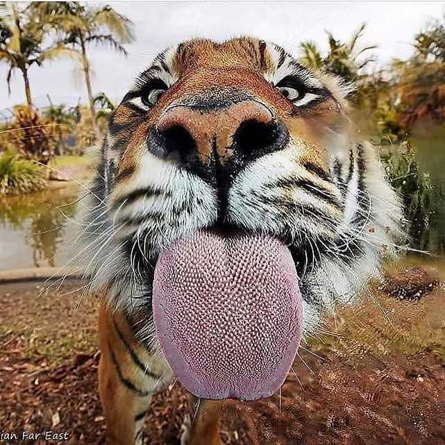 为什么猫科动物的舌头上满是倒刺，被老虎舔一下真的会掉层皮吗？ - 2