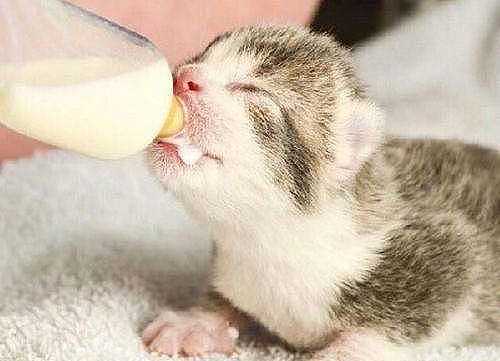 小猫可以喝全脂奶粉吗 - 4