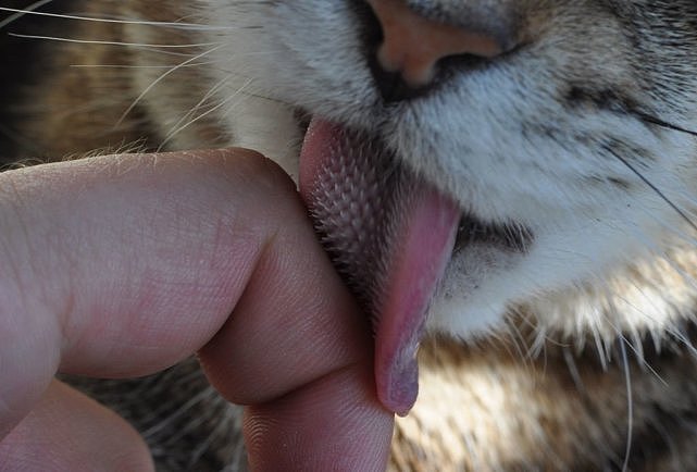 为什么猫科动物的舌头上满是倒刺，被老虎舔一下真的会掉层皮吗？ - 7