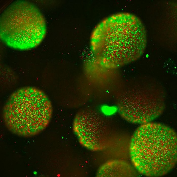 Glowing-Microbes-in-Green-Spheres-777x777.jpg