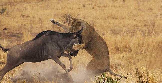 角马打架致马角缠绕，活着的一方被迫看着斑鬣狗一点点吃掉对方 - 2