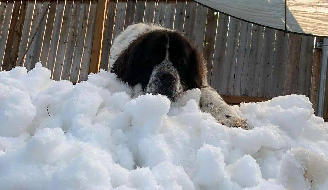 为满足癌末狗狗的心愿，铲屎官寻遍全网为它堆了一座“小雪山”！ - 14