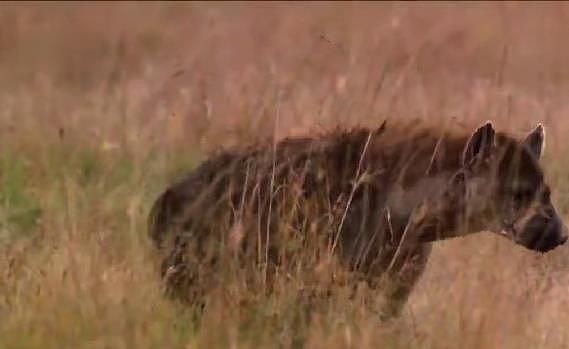 母鬣狗被围攻没有吃的它的孩子会被饿死 - 4