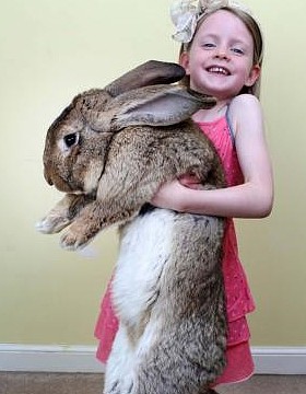 兔子能长多大 界最大兔子体长1米重45斤 每年吃4千美元食物 - 1