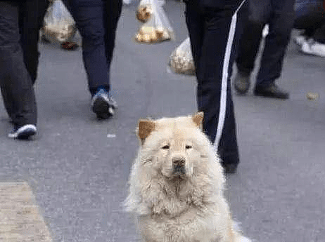 主人假装和狗狗走丢，躲在暗处看到狗狗的反应，心里很不是滋味 - 4