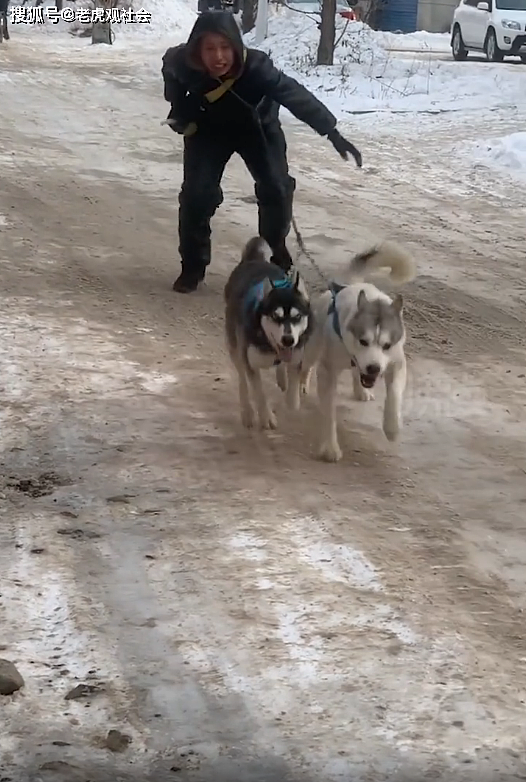 吉林珲春：男子雪天出门遛狗，反被哈士奇拖着跑，这遛狗多少有点费人 - 4