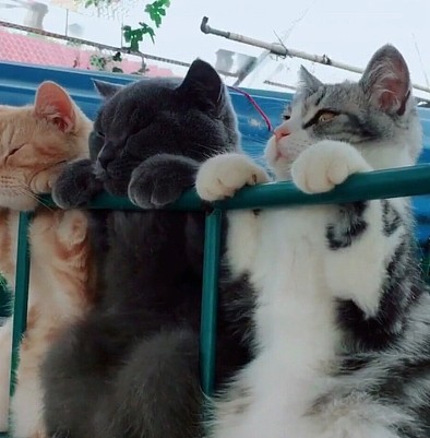 三只猫在晒太阳，黑猫的表情亮了，路人：报告！有只猫“笑里藏刀” - 2