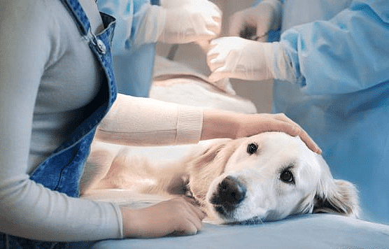 狗狗慢性肾衰早期症状有什么？怎么治疗？ - 3