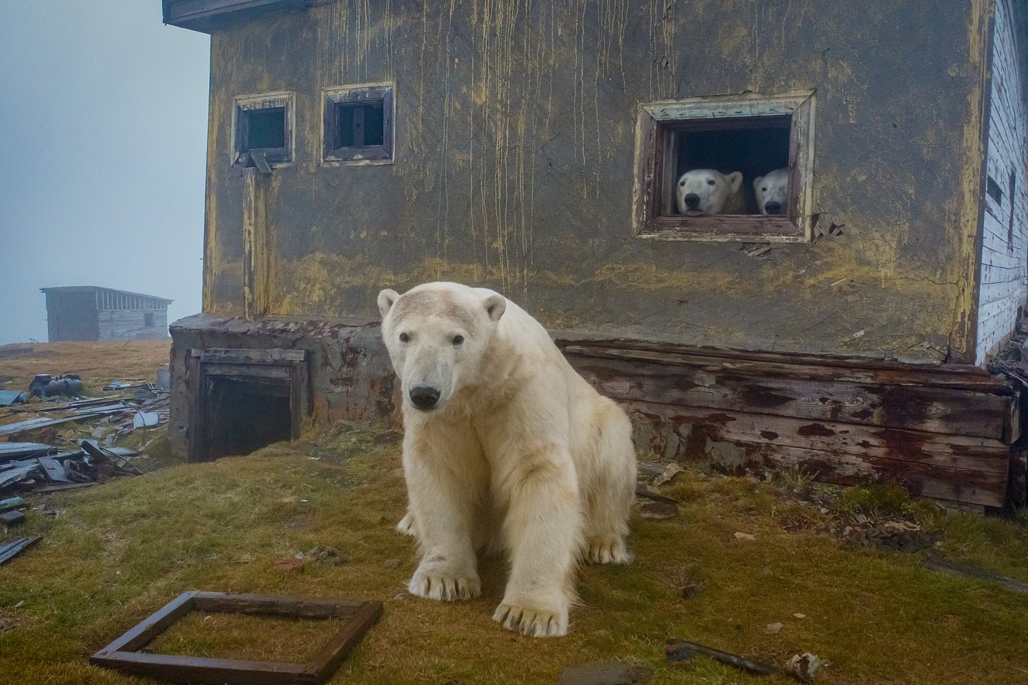 [组图]北极熊占领了废弃岛屿并搬进了空房子里 - 10