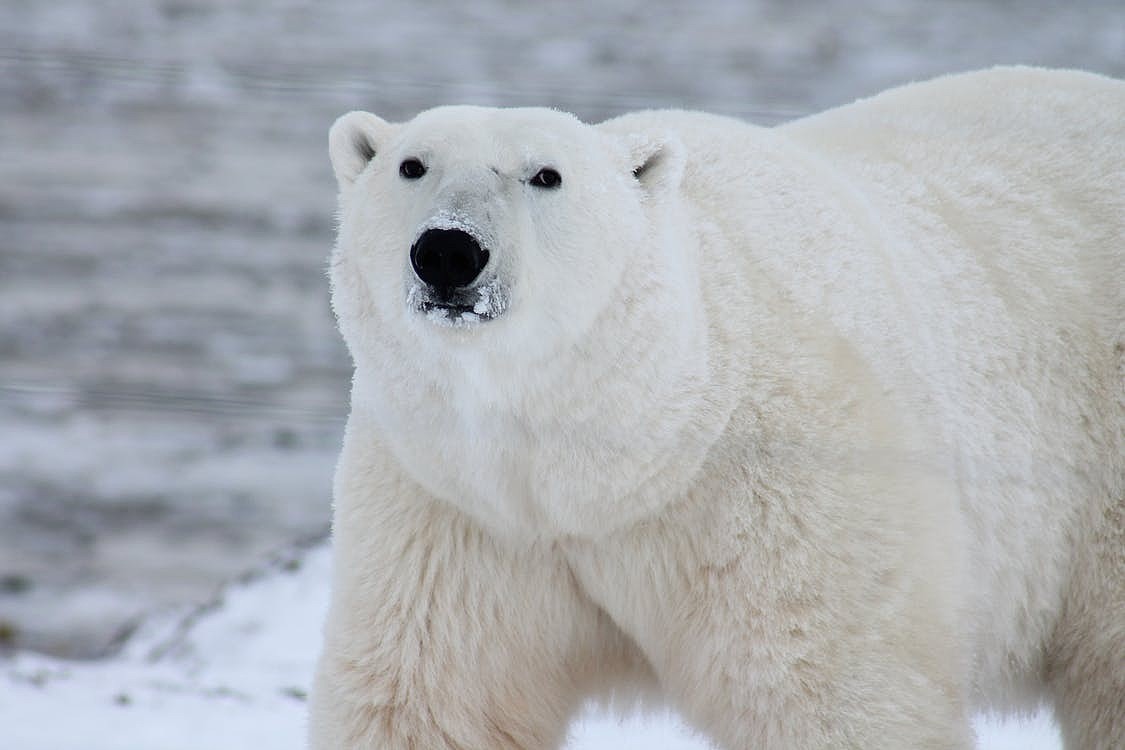 白色北极熊的近摄