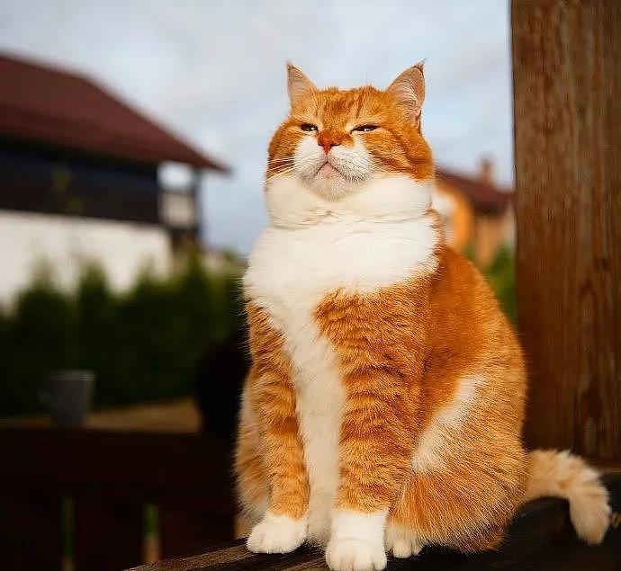 大橘被收养后逆袭成网红猫，被网友称为“梦中情猫”，吸粉无数 - 1