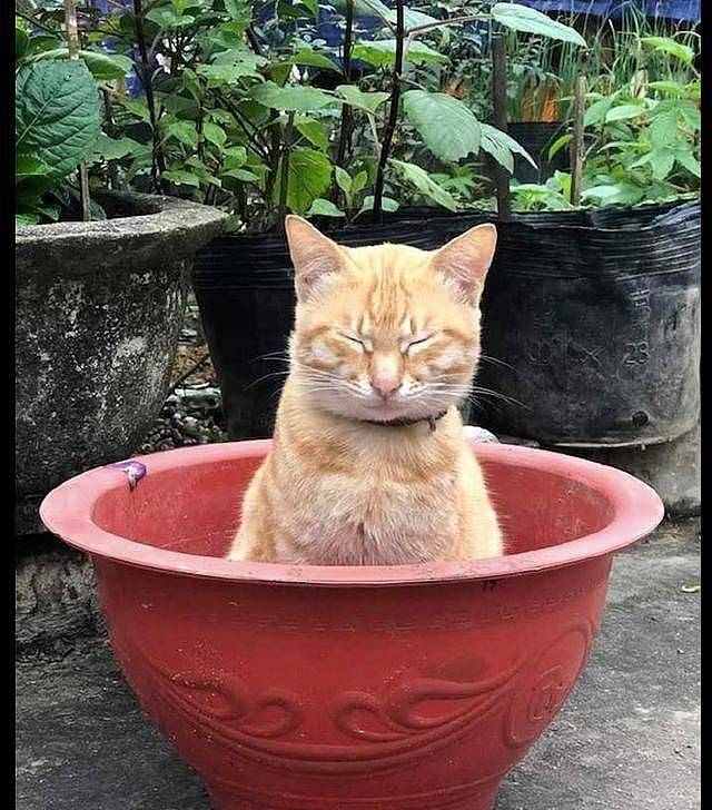 一只橘猫坐在花盆里，走近才发现里面还有一只，干嘛要挤在里面！ - 2