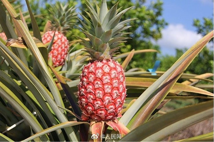 中国热科院成功选育新物种“冰糖红菠萝” - 1