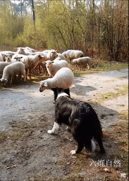 荷兰一只牧羊犬遭遇职业危机，被一只绵羊公开挑衅，还被羊群围观 - 6
