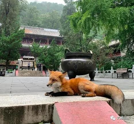 北京潭柘寺出现一只不怕人的赤狐，成为网红“灵狐”，疑似人工养殖的狐狸 - 1