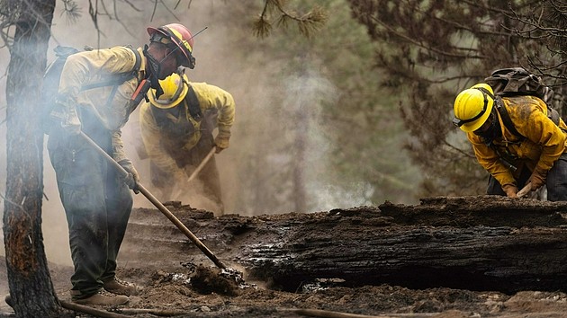 Bootleg大火焚毁了很多属于碳补偿项目的树木，导致这些树木中储存的碳释放到了大气中。