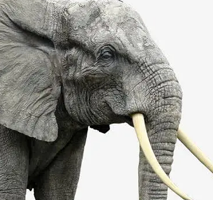 河南古时候的大象之谜，历史上有相关记载吗？ - 1