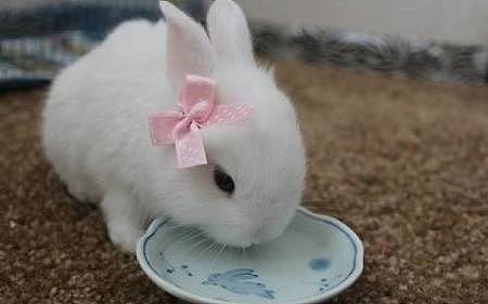 爱宠分享：兔子拉果冻便怎样治疗，兔子拉透明粘稠的 - 4