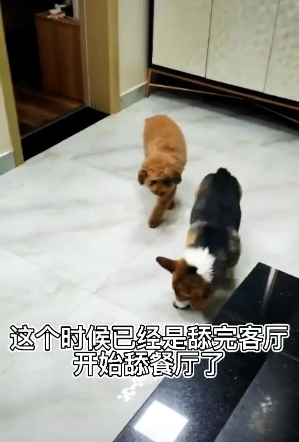 云南狗狗吃了生蘑菇中毒舔地板啃空气，网友：它的心愿是有吃不完的骨头 - 1