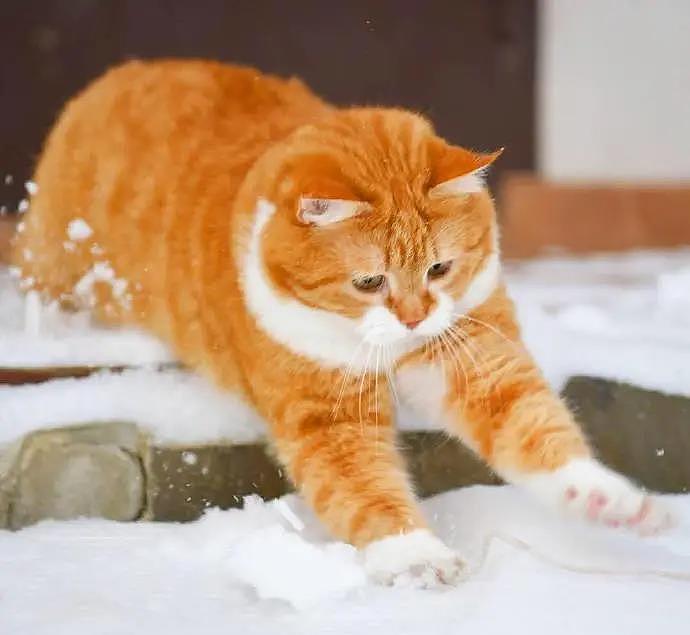 大橘被收养后逆袭成网红猫，被网友称为“梦中情猫”，吸粉无数 - 12