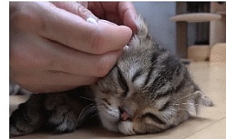 主人给小奶猫掏耳朵，都舒服的睡着了，网友：想起了小时候的自己 - 1