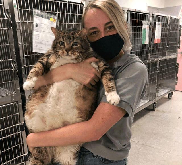 胖狸花猫重约30斤，被主人宠溺7年后遭弃，主人：我不喜欢肥猫！ - 4
