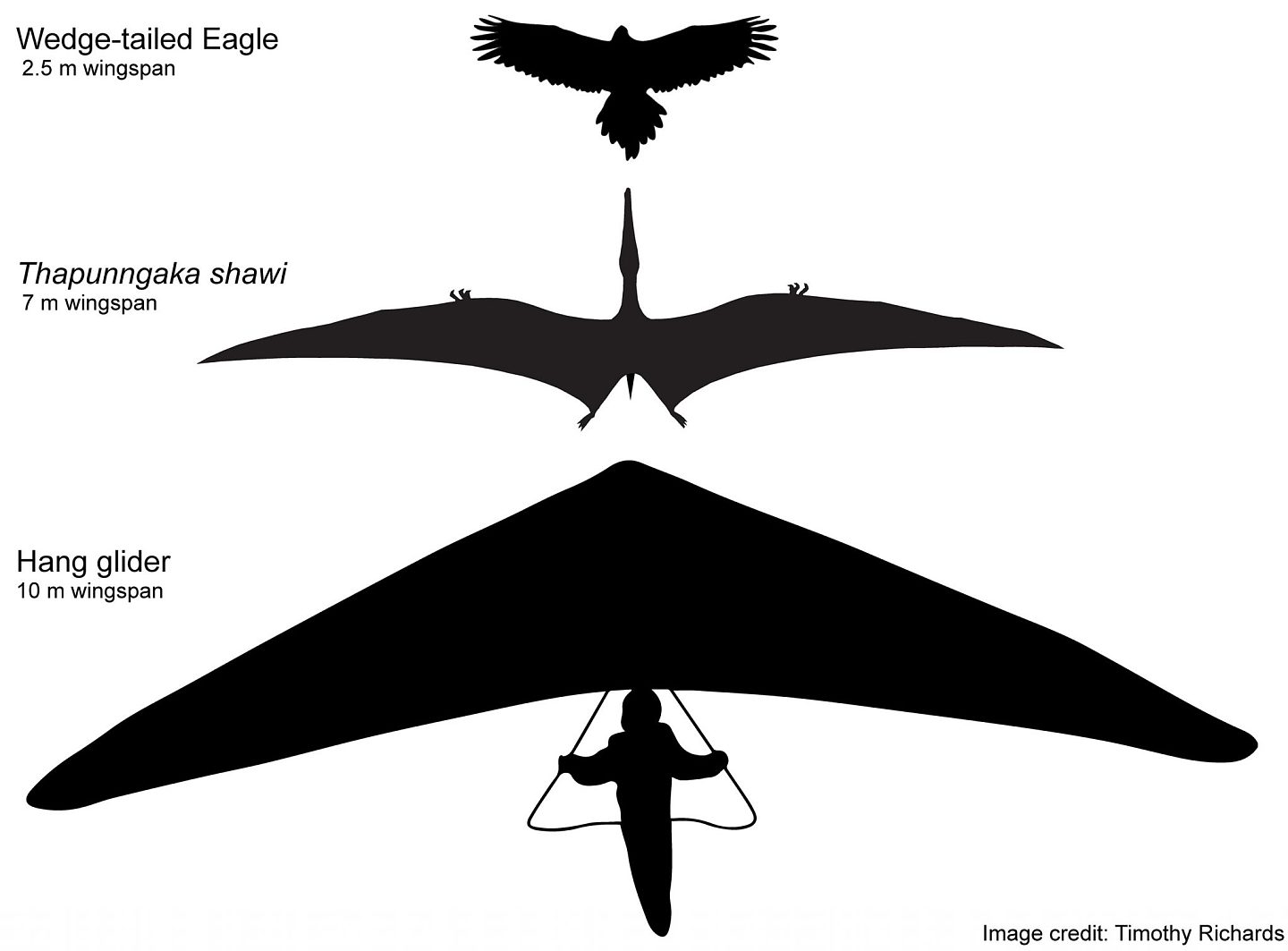澳大利亚研究人员发现一种新翼龙：翼展有7米长 - 4
