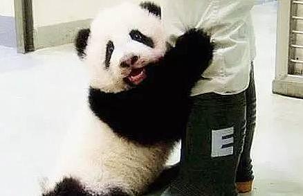 熊猫“胖大海”一个动作把饲养员笑到捧腹，网友：没把自己当国宝 - 2