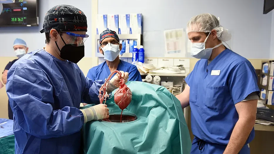 首例猪心移植手术中使用的心脏被发现感染了猪巨细胞病毒 - 2