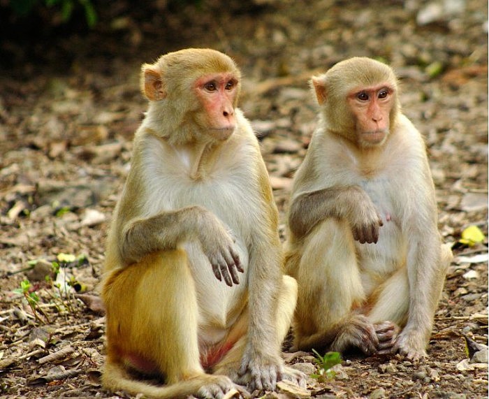Rhesus-Macaques-on-Cayo-Santiago-768x627.jpg