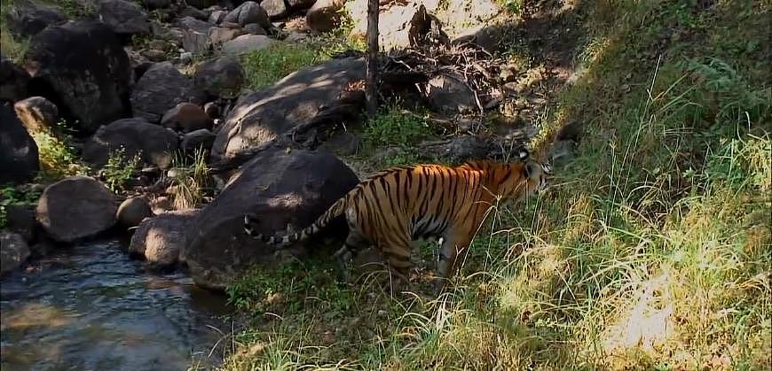 老虎中的“啃老族”：幼虎和妈妈一样大却不捕猎，边泡澡边等食物 - 4