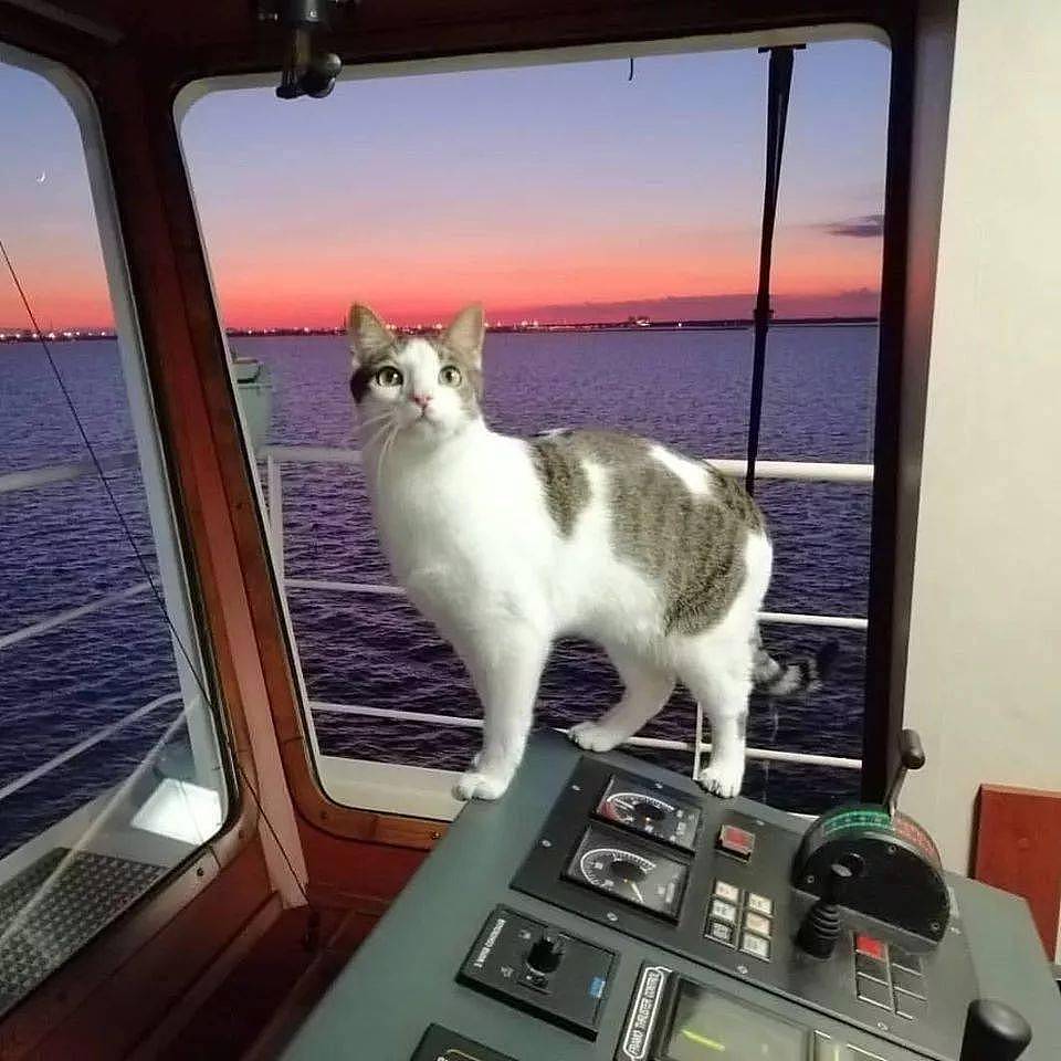 救了小猫却犯愁，因为她在轮船上工作，于是带猫上船 - 26